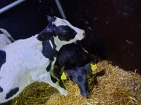 Toro, Vaca Limousin — foto 1