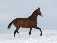 Toychoq, Akhal-Teke — 5-rasm