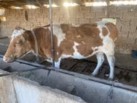 Vacă, Simmental cattle — foto 5