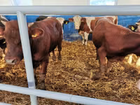牛只（批次，未指定性别）, Simmental cattle — 照片 5