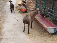 Carnero, Ovejas — foto 3
