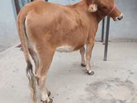 母牛, Cattle — 照片 1