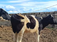 Sigir, Simmental cattle — 6-rasm