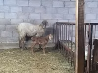 Oaie, Arashan sheep — foto 4