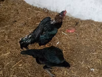 poules Shamo — photo 2