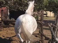 Iapă, Lipizzaner — foto 2