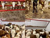 Cattle (batch, sex not specified), Cattle — photo 4