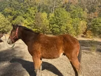 Cheval, Međimurje horse — photo 2