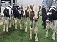 मवेशी (लॉट, लिंग निर्दिष्ट नहीं), Simmental cattle — फ़ोटो 1