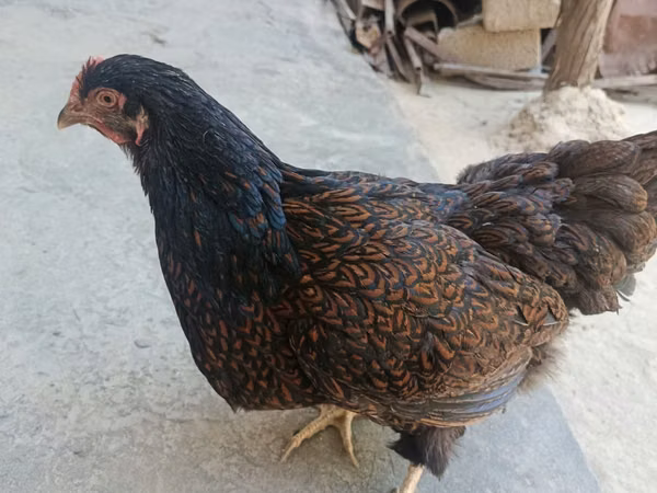 बार्नेवेल्डर