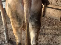 بقرة, Swiss cattle — الصورة 6