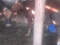 Bulle, Rinder — Foto 1