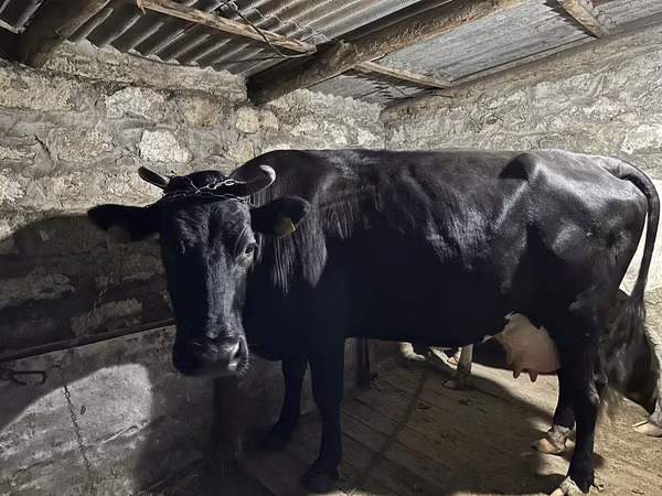 Vacă, Bovine