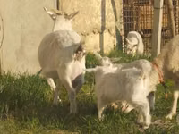 عنزة, الماعز — الصورة 6