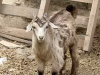 عنزة, Saanen goat — الصورة 2