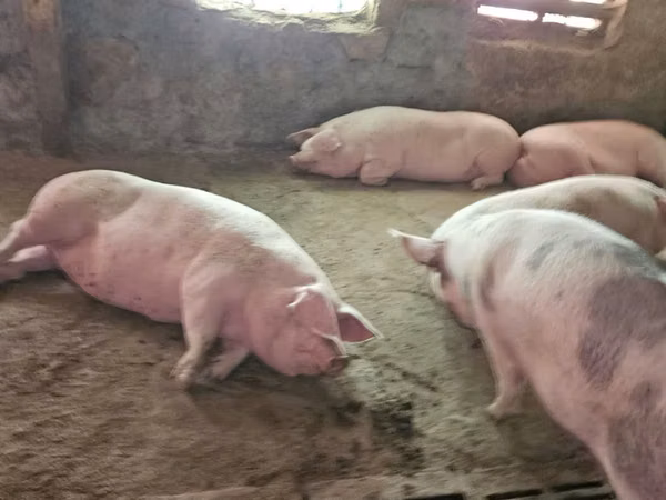 Säue, Schweine — Republik Moldau