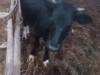 Vaca, Russian Black pied cattle — foto 3