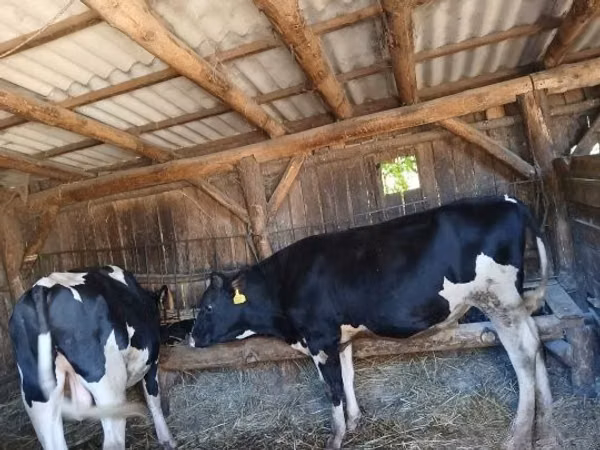 Bou, Rasa Holstein