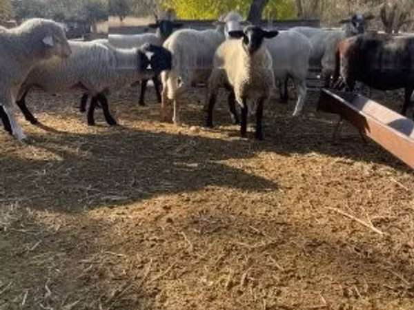 公羊, White Suffolk sheep
