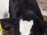 İribuynuzlu mal-qara (partiya, cinsi göstərilməyib), Russian Black pied cattle — foto 4