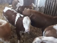 Bovine (lot, sex nespecificat), Simmental cattle — foto 3