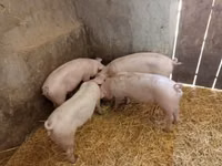 Säue, Schweine — Foto 1