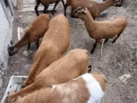 Ram, Cameroon sheep — photo 6