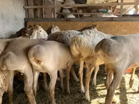 Qoyun, Arashan sheep — foto 4