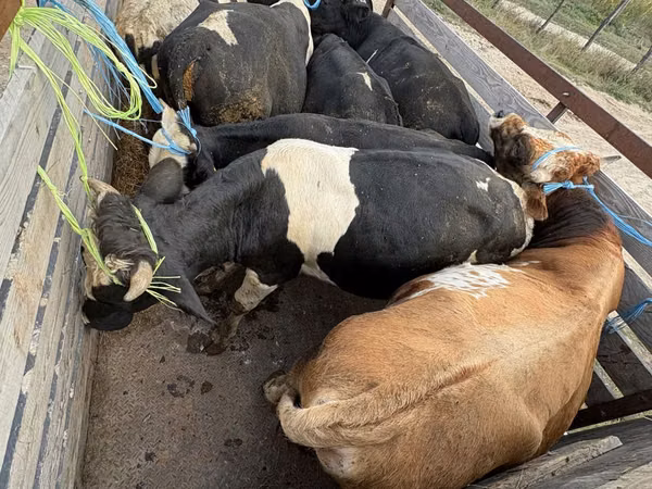 Vache, Simmental cattle