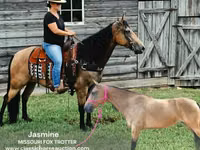 Iapă, Missouri foxtrotter — foto 1