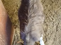 Boucs, Toggenburg goat — photo 3