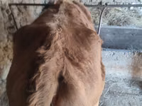 Bull, Cattle — photo 7