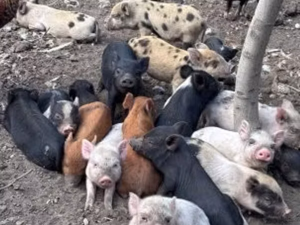 Scroafă, Porci