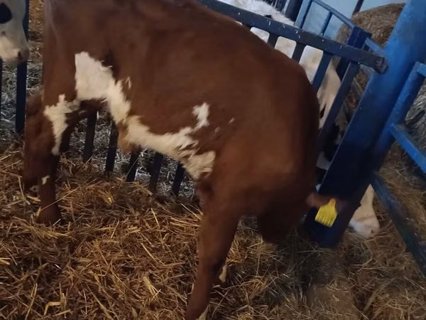 Bulle, Simmental cattle