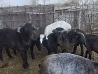 Brebis, Moutons — photo 3