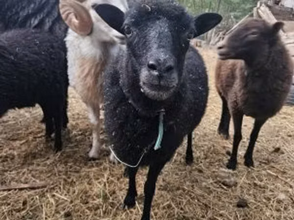 نعجة, Ouessant sheep