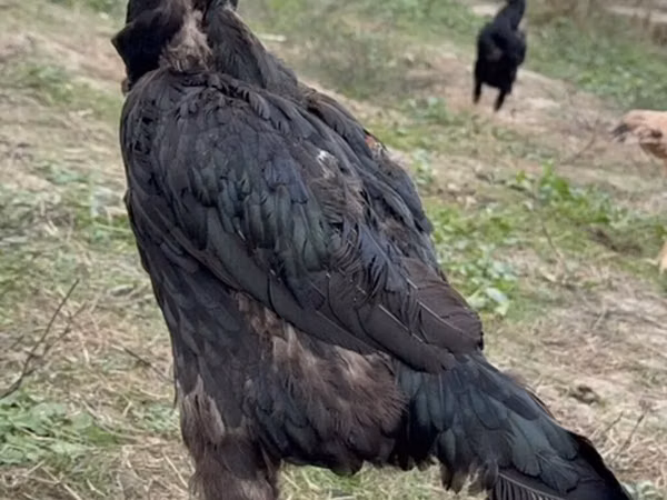 डॉमिनेंट