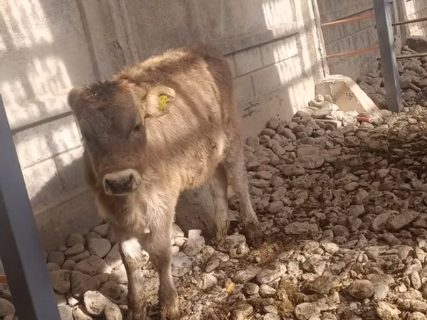 Kuh, Swiss cattle