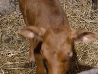 Bull, Simmental cattle — photo 8