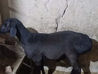 Berbec, Hissar sheep — foto 4