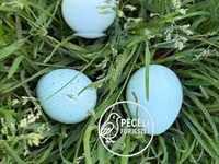 Quails — foto 1