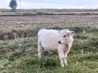 Toro, Vaca Galloway — foto 1
