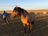At, Mugalzhar horse — foto 7