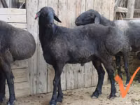 Ram, Sheep — photo 1