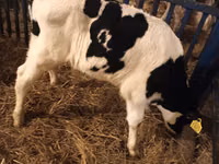 Bulle, Russian Black pied cattle — Foto 4