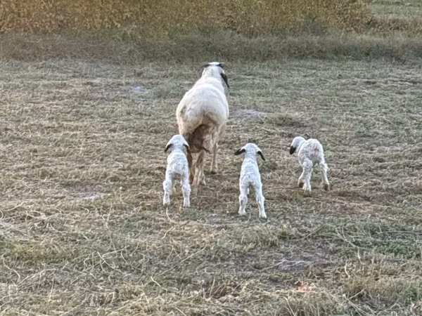 公羊, Sheep