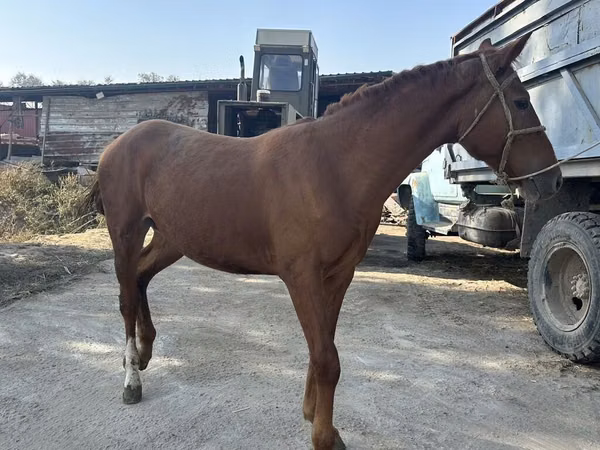 公马, Horses