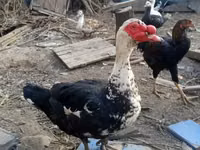 rață domestică Muscovy — foto 1