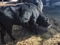 Cattle (batch, sex not specified), Cattle — photo 2