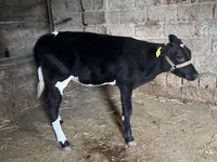Qoramol (partiya, jinsi ko‘rsatilmagan), Russian Black pied cattle — 2-rasm